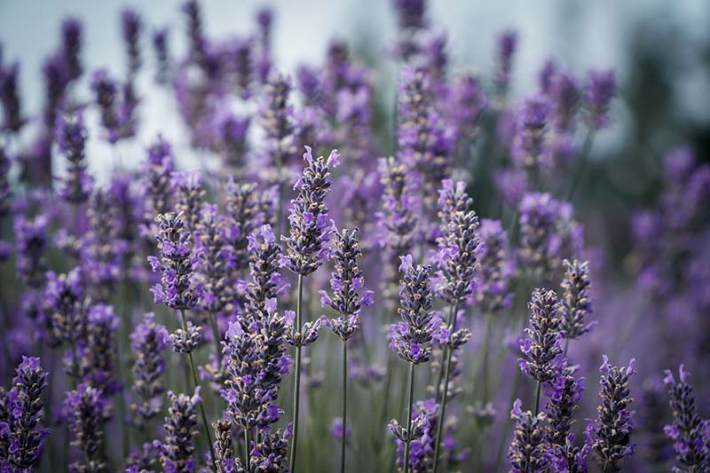 Visiting Lavender Connection Sequim with Toddler